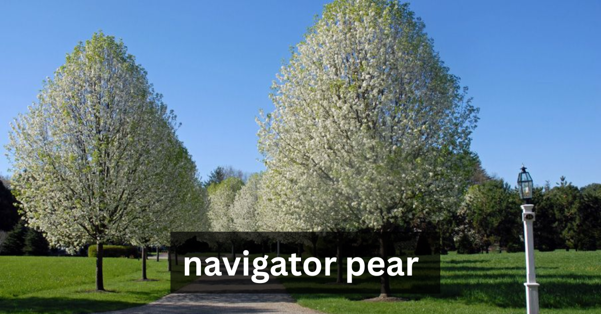 navigator pear