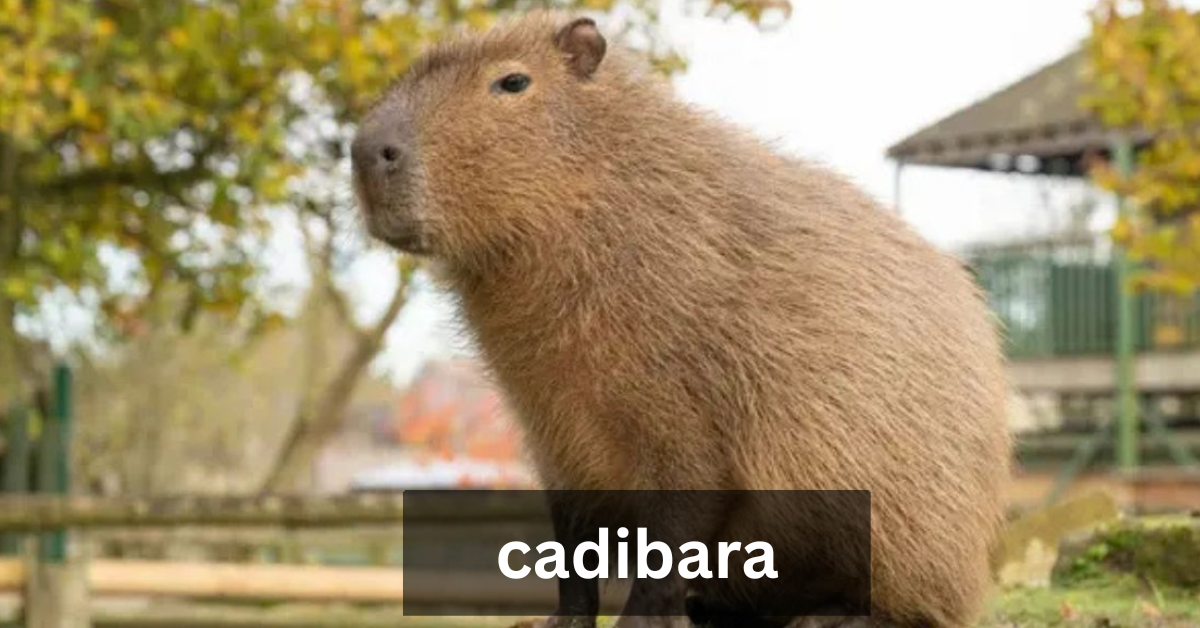 cadibara